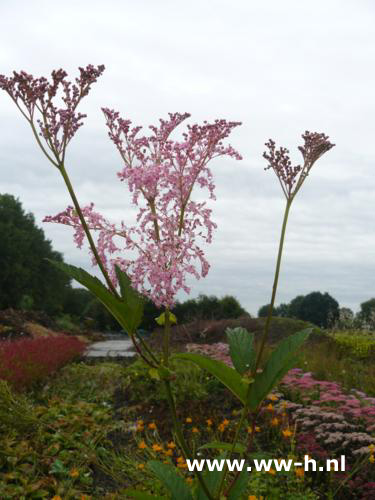 Filipendula rubra - Klik op de afbeelding om het venster te sluiten