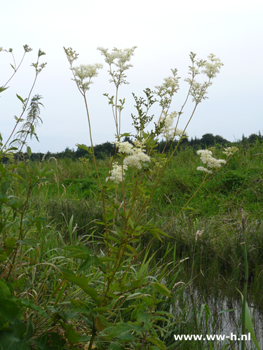 Filipendula ulmaria - Klik op de afbeelding om het venster te sluiten