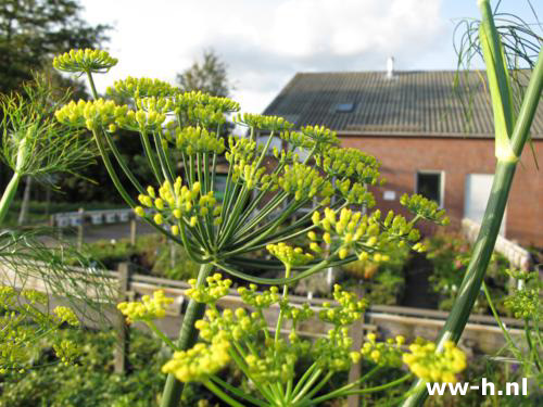 Foeniculum vulgare - Klik op de afbeelding om het venster te sluiten