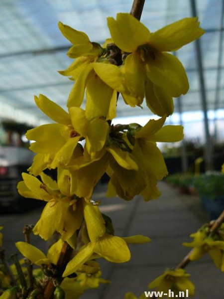 Forsythia intermedia 'Goldrausch' - Klik op de afbeelding om het venster te sluiten