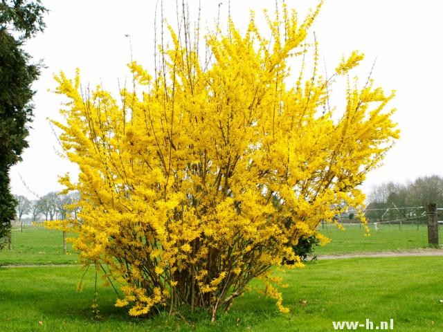 Forsythia intermedia 'Spectabilis' pot 3liter 3.99 - Klik op de afbeelding om het venster te sluiten