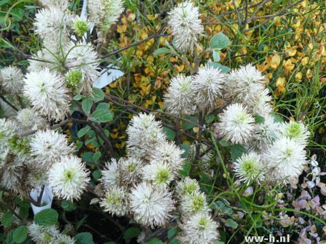 Fothergilla gardenii Murray - Klik op de afbeelding om het venster te sluiten