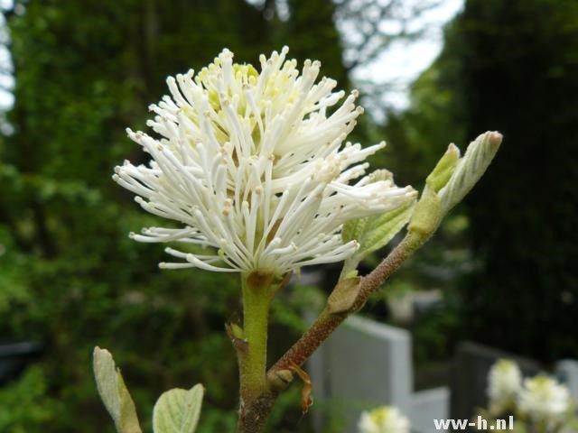 Fothergilla major - Klik op de afbeelding om het venster te sluiten