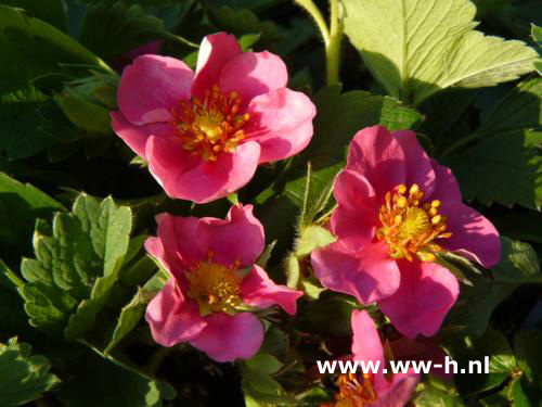 Fragaria Fragaria