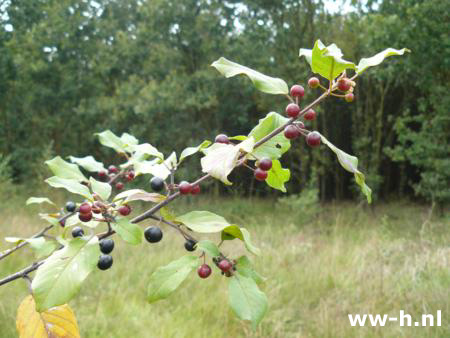 Frangula alnus