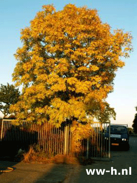 Fraxinus excelsior 'Jaspidea' - Klik op de afbeelding om het venster te sluiten