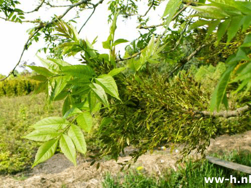 Fraxinus excelsior