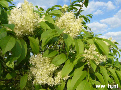 Fraxinus ornus 'Meczek'