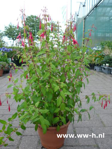 Fuchsia Fuchsia