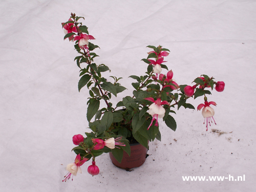 Fuchsia Hang Rood / Wit - Klik op de afbeelding om het venster te sluiten