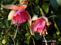 Fuchsia Hang Wit / Roze