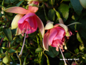 Fuchsia Hang Wit / Roze - Klik op de afbeelding om het venster te sluiten