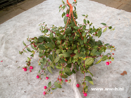 Fuchsia Rood / Wit - Klik op de afbeelding om het venster te sluiten