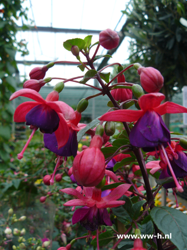 Fuchsia staand rood-paars gevuld