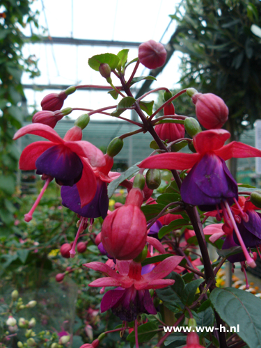 Fuchsia Staand Rood / Paars gevuld