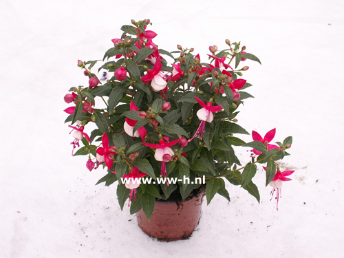 Fuchsia Staand Rood / Wit ( commpact )