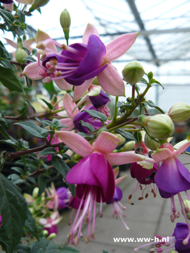 Fuchsia staand wit-paars gevuld