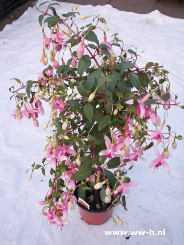 Fuchsia op stam wit-rood - Klik op de afbeelding om het venster te sluiten