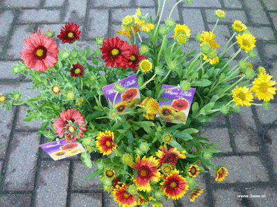 Gaillardia Mystic Bells Kokardebloem 2,99 Gaillardia Mystic Bells Kokardebloem 2,99