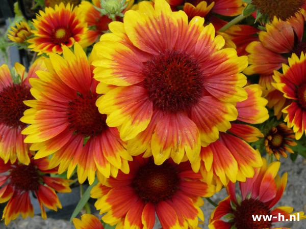 Gaillardia