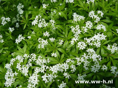 Galium odoratum - Klik op de afbeelding om het venster te sluiten