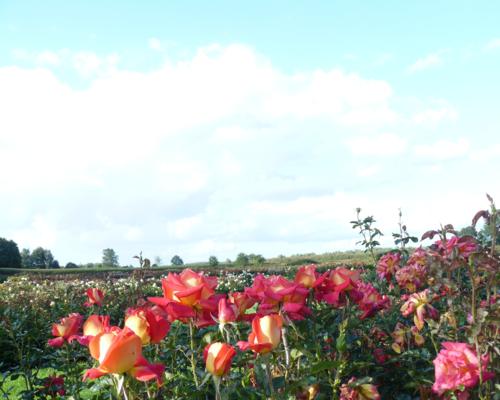 Gallivarda' - Klik op de afbeelding om het venster te sluiten