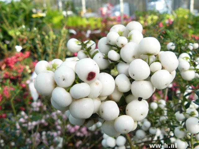 Gaultheria mucronata 'Alba' - Klik op de afbeelding om het venster te sluiten