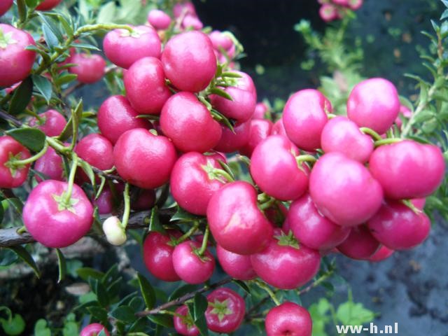 Gaultheria mucronata 'Purpurea' - Klik op de afbeelding om het venster te sluiten