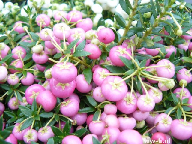 Gaultheria mucronata 'Rosea' - Klik op de afbeelding om het venster te sluiten