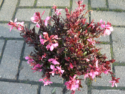 Gaura 'Siskua Pink' 2 L. pot 3,99 Gaura 'Siskua Pink' 2 L. pot 3,99