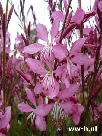 Gaura lindheimeri