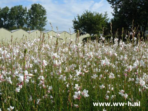 Gaura lindheimeri