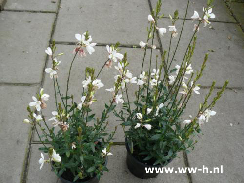 Gaura lindheimemeri ' White Dove ' - Klik op de afbeelding om het venster te sluiten