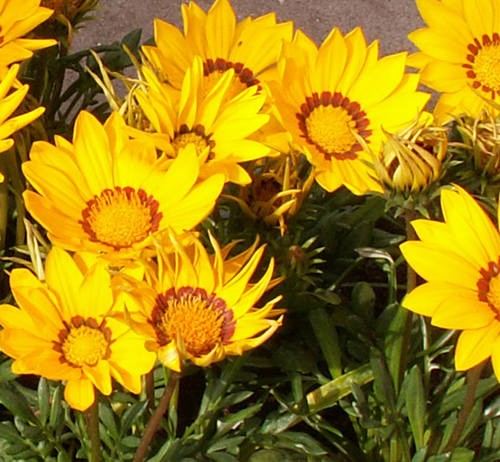 Gazania rigens geel - Klik op de afbeelding om het venster te sluiten