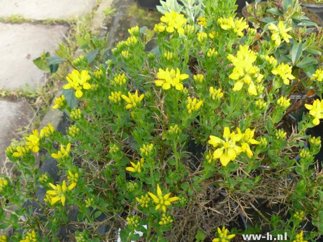 Genista hispanica