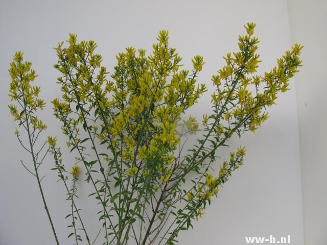 Genista tinctoria 'Royal Gold' - Klik op de afbeelding om het venster te sluiten