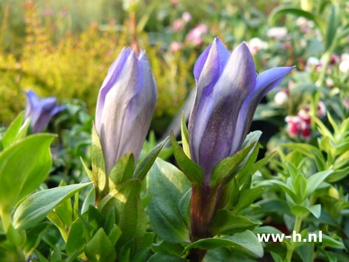 Gentiana septemfida var. lagodechiana - Klik op de afbeelding om het venster te sluiten