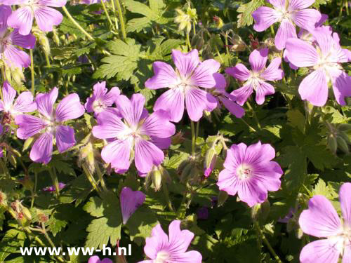 Geranium - Klik op de afbeelding om het venster te sluiten