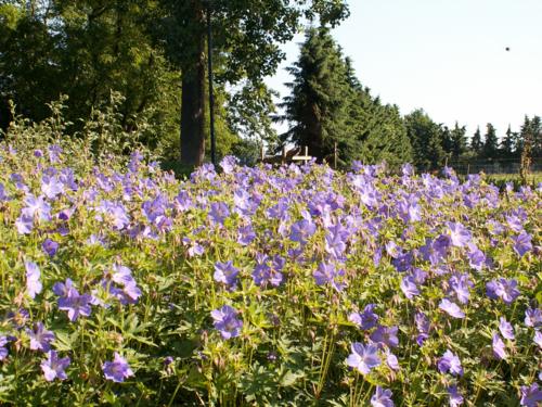 Geranium - Klik op de afbeelding om het venster te sluiten