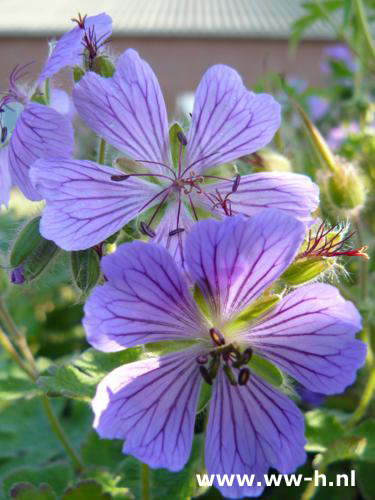 Geranium ' Philippe Vapelle ' - Klik op de afbeelding om het venster te sluiten