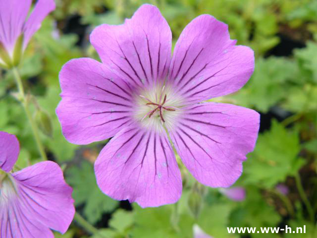 Geranium 'Sirak'