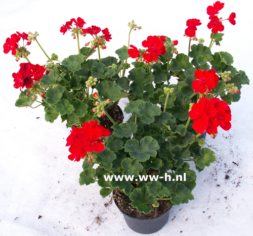 Geranium staand rood