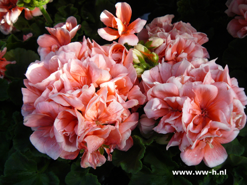 Geranium staand rose - Klik op de afbeelding om het venster te sluiten