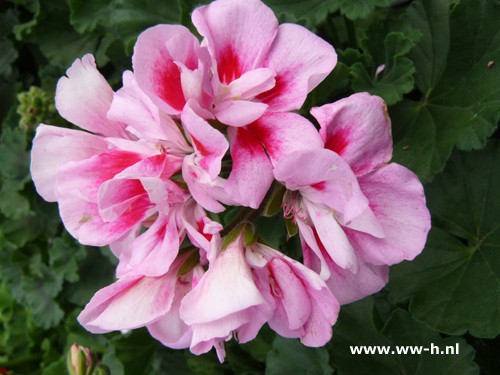 Geranium staand wit-rood