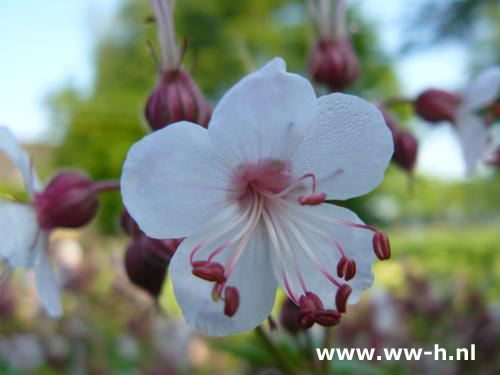 Geranium cantabrigiense