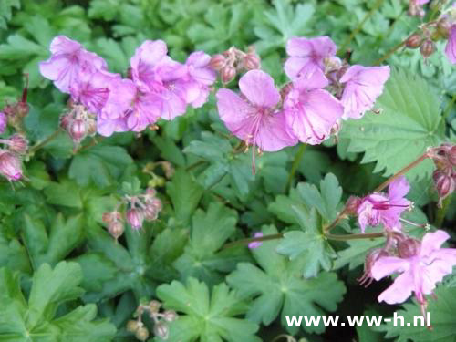 Geranium cantabrigiense 'Karmina' - Klik op de afbeelding om het venster te sluiten