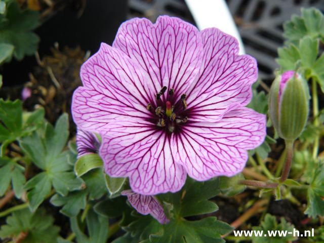 Geranium cinereum - Klik op de afbeelding om het venster te sluiten