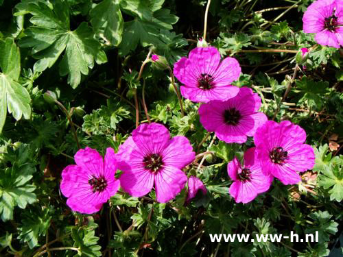 Geranium cinerea var. subcaulescens - Klik op de afbeelding om het venster te sluiten