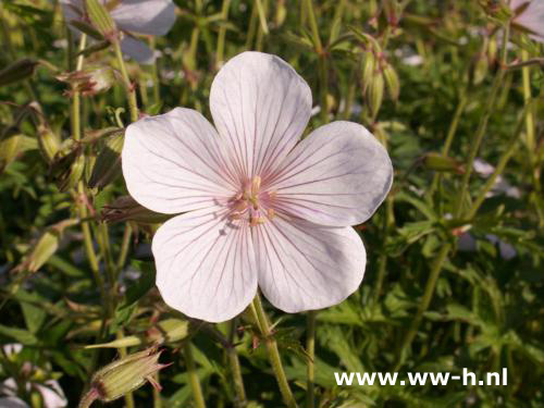 Geranium clarkei - Klik op de afbeelding om het venster te sluiten