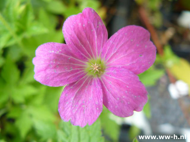 Geranium endressii - Klik op de afbeelding om het venster te sluiten